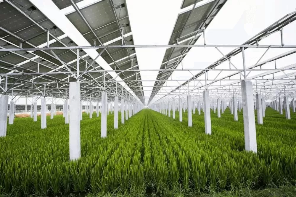 How Can Agricultural Photovoltaic Achieve a Win-Win Situation?